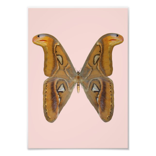 Atlas Moth Fotodruck (Vorne)