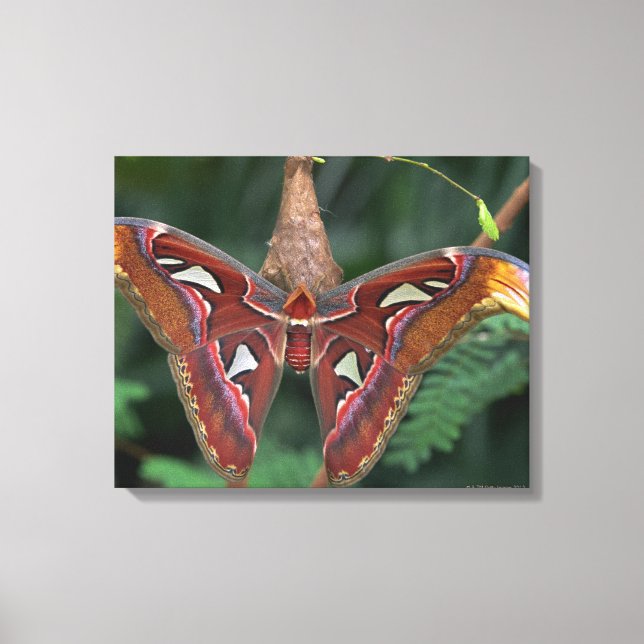 Atlas-Moth Leinwanddruck (Vorderseite)