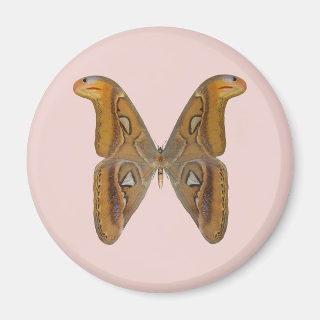 Atlas Moth Magnet (Vorne)