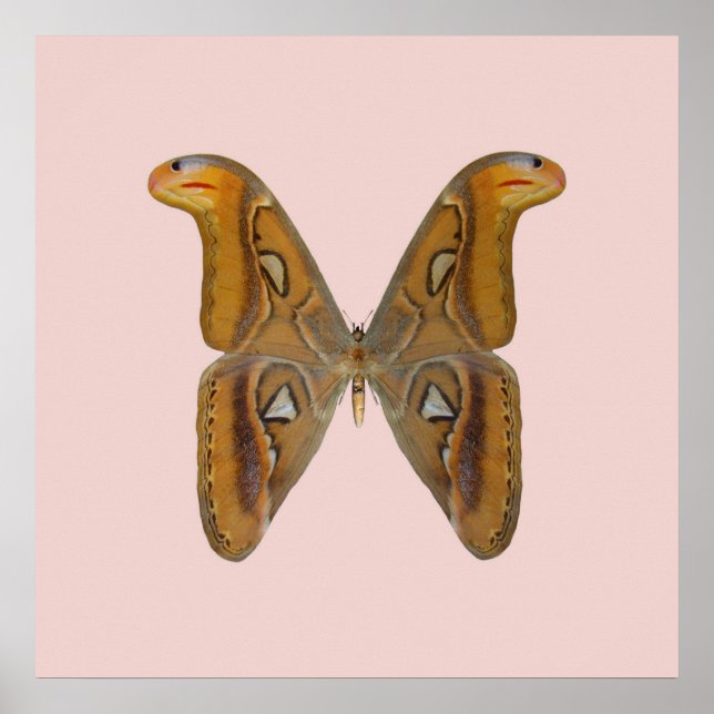 Atlas Moth Poster (Vorne)