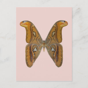 Atlas Moth Postkarte