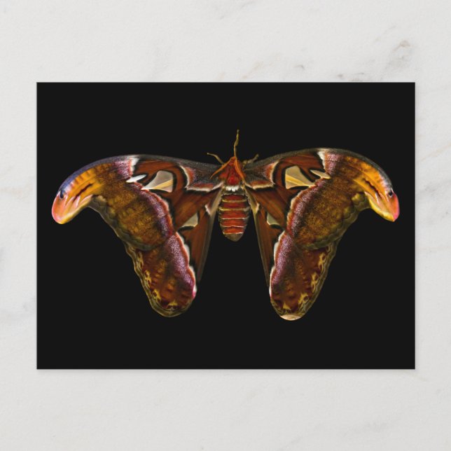 Atlas Moth - Snake Head Postkarte (Vorderseite)
