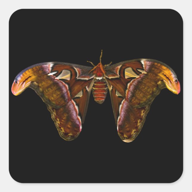 Atlas Moth - Snake Head Quadratischer Aufkleber (Vorderseite)
