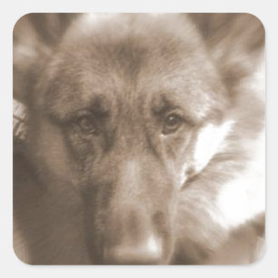 Atlas the Wonderdog Quadratischer Aufkleber