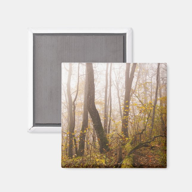 Atmospheric Autumn Forest in Mist, photo Magnet (Vorderseite/Rückseite)