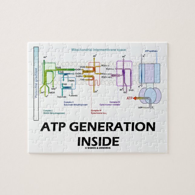Atp-Generation innerhalb der (Horizontal)
