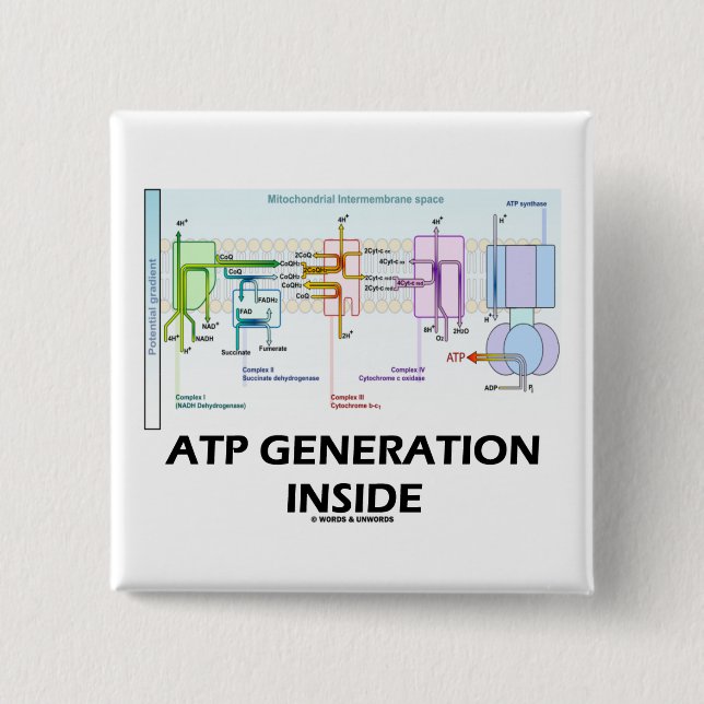 Atp-Generations-Innere (Elektron-Transport-Kette) Button (Vorderseite)