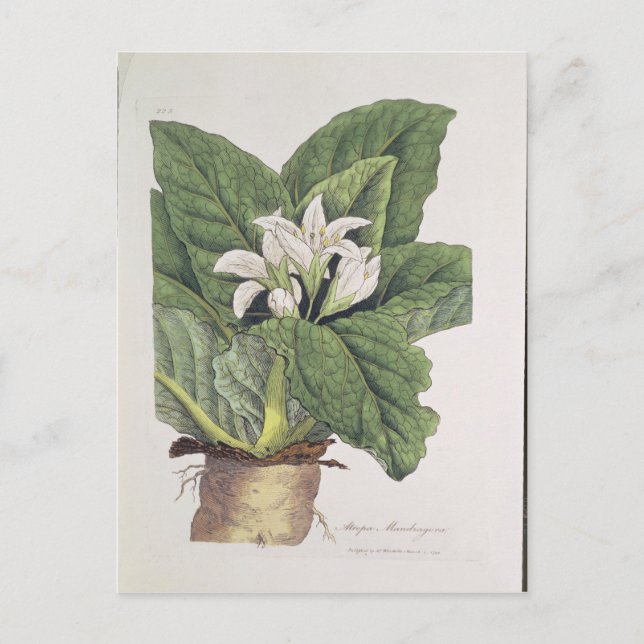 Atropa mandragora postkarte (Vorderseite)