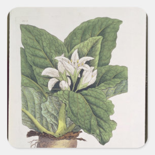 Atropa mandragora quadratischer aufkleber