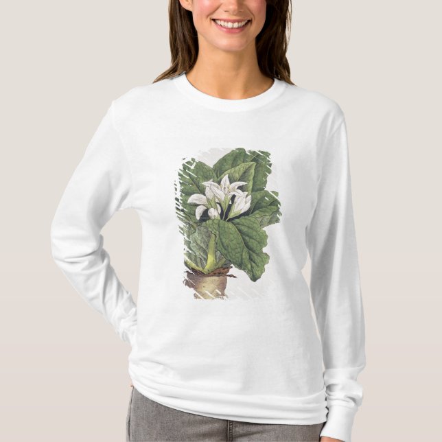 Atrope Mandragora T-Shirt (Vorderseite)