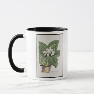 Atrope Mandragora Tasse