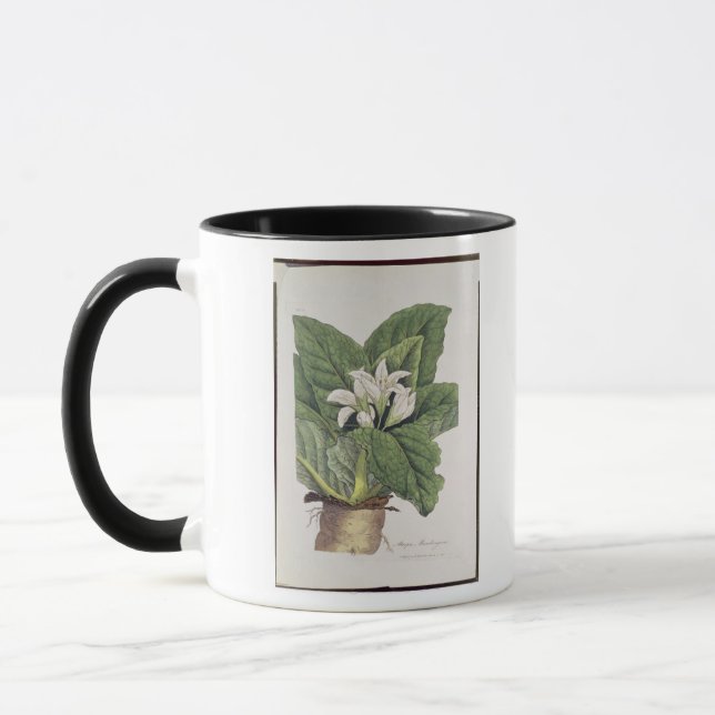 Atrope Mandragora Tasse (Links)