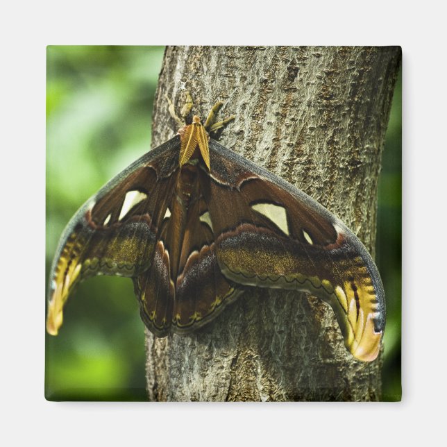 Attacus Atlas Magnet (Vorne)
