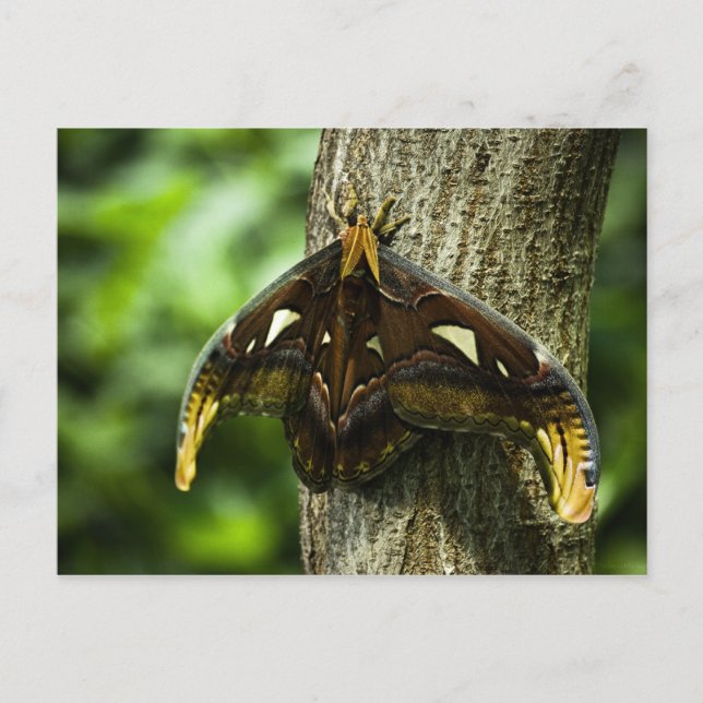 Attacus Atlas Postcard Postkarte (Vorderseite)