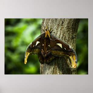 Attacus Atlas Print Poster