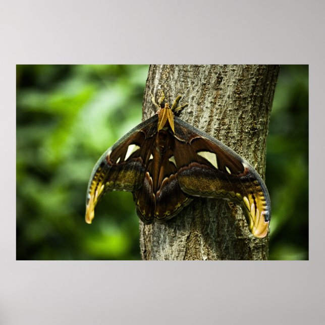 Attacus Atlas Print Poster (Vorne)