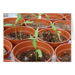 Atteinte pour le Sun