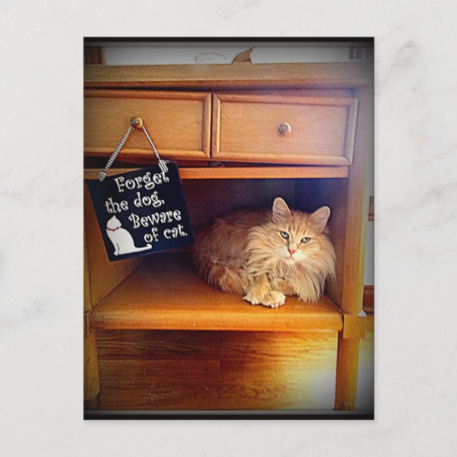 attention à la carte postale de chat (Devant)