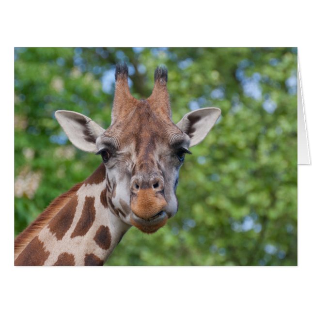 Attentive Giraffe (Vorderseite (Horizontal))