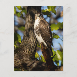 Attentive Hawk Postkarte
