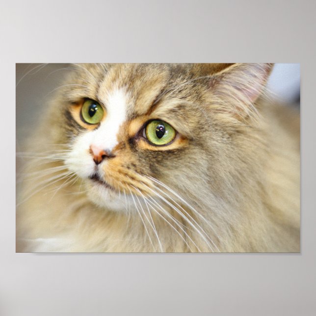 Attentive Ragamuffin Cat Poster (Vorne)