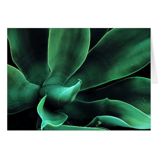 Atténuata Agave Vert (Devant horizontal)