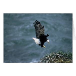 Atterrissage d'aigle à tête blanche sur le nid Tou