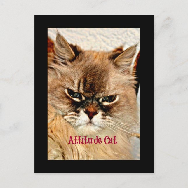 Attitude Cat Postkarte (Vorderseite)