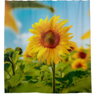 Attraktives Feld mit leuchtend gelben Sonnenblumen Duschvorhang
