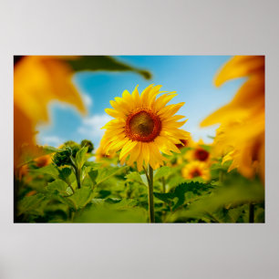 Attraktives Feld mit leuchtend gelben Sonnenblumen Poster
