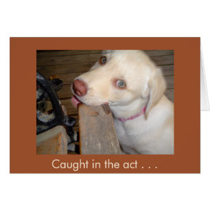 Attrapé dans la Loi de vous aimer laboratoire