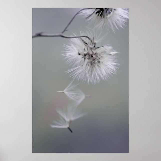 Au Revoir Autumn Blume Seeds verlassend CC0116 Poster (Vorne)