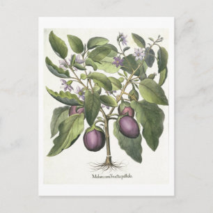 Aubergine: Melanzana fructu pallido, aus der "Hor" Postkarte