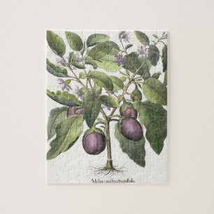 Aubergine: Melanzana fructu pallido, vom 'Hor