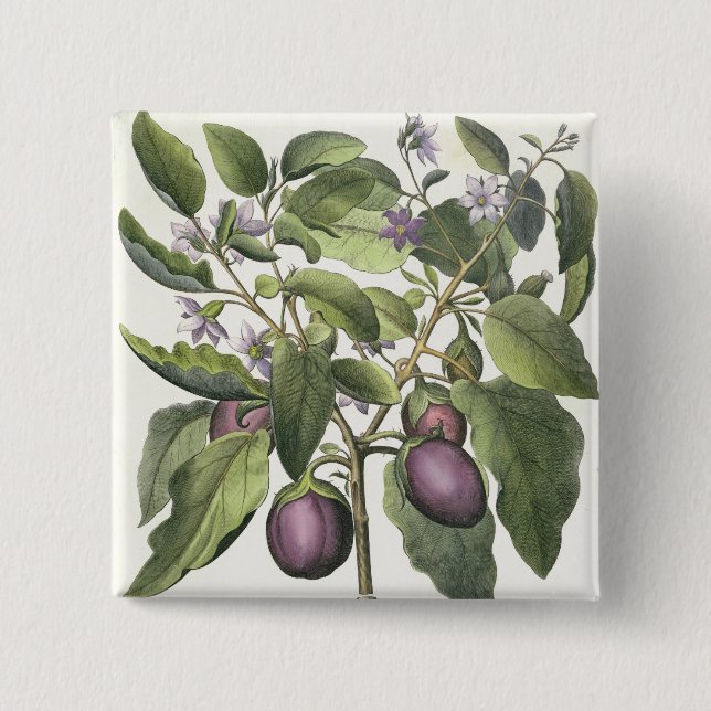Aubergine: Melanzana fructu pallido, vom 'Hor Button (Vorderseite)