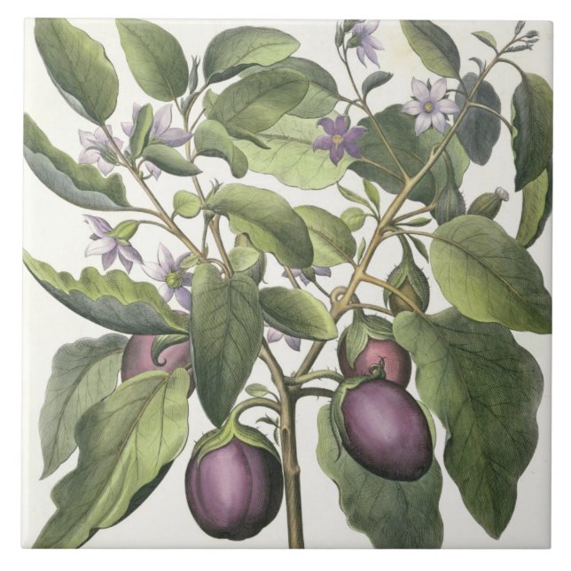 Aubergine: Melanzana fructu pallido, vom 'Hor Fliese (Vorderseite)