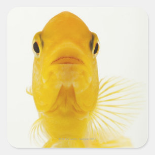 Auch bekannt als Comet-Schwänze Goldfisch. Hardy Quadratischer Aufkleber