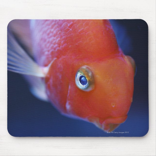 Auch bekannt als der Blutpapagei oder Blutpapagei. Mousepad (Vorne)