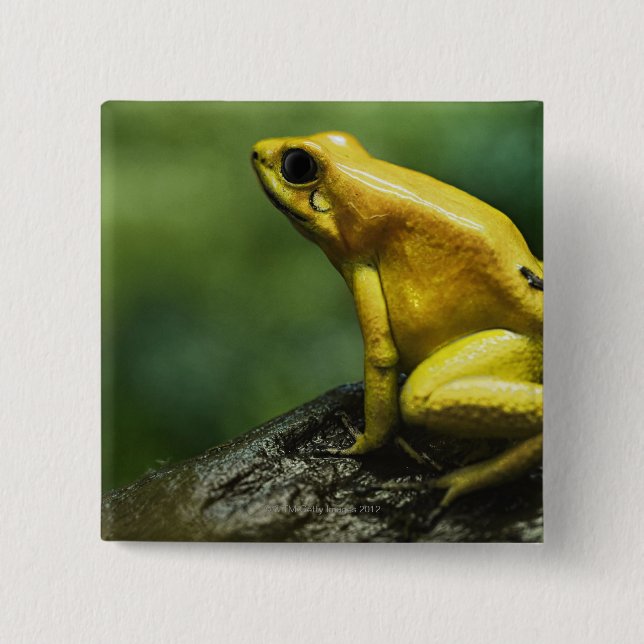 auch bekannt als Golden Dart Frog; endemisch für d Button (Vorderseite)