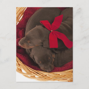Auch Doberman Pincher. Mittelgroßer Hund Postkarte