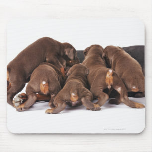 Auch Dobermann Pincher. Mittelgroßer inländische Mousepad