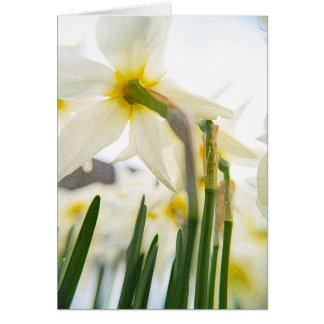 auditoire de jonquille