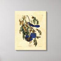 Audobon - Florida Jay