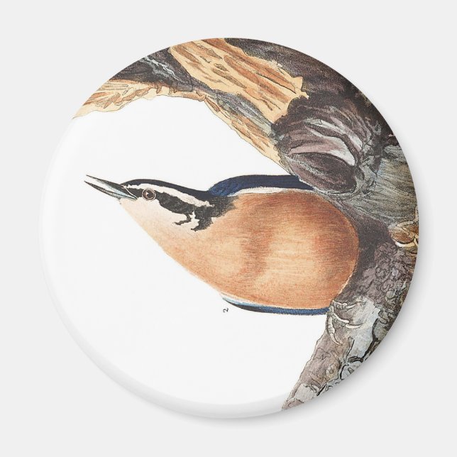 Audobon Kleiber Magnet (Vorne)