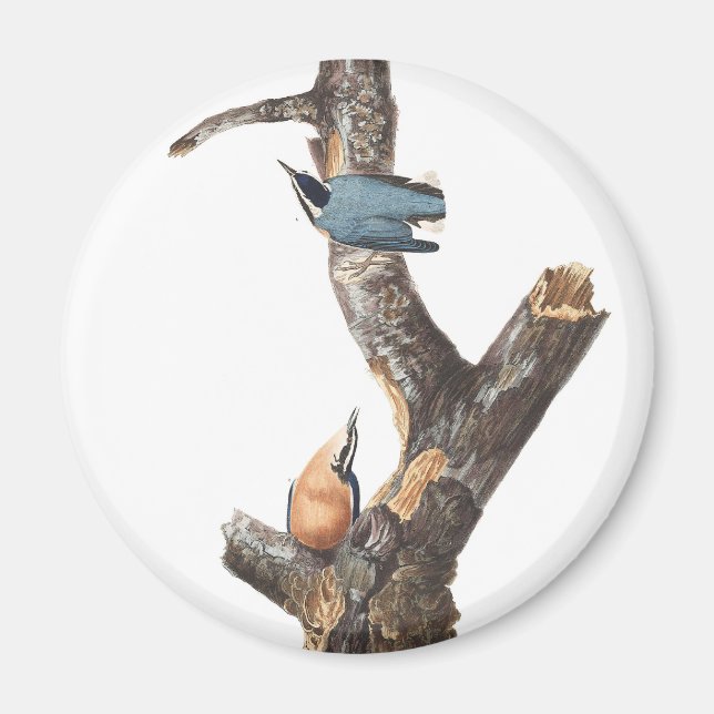 Audobon Red Breasted Nuthatch Magnet (Vorne)