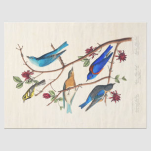 Audobon-Vogel-Ephemere-Tissuepapier Seidenpapier