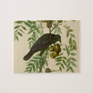 Audubon American Crow Black Bird