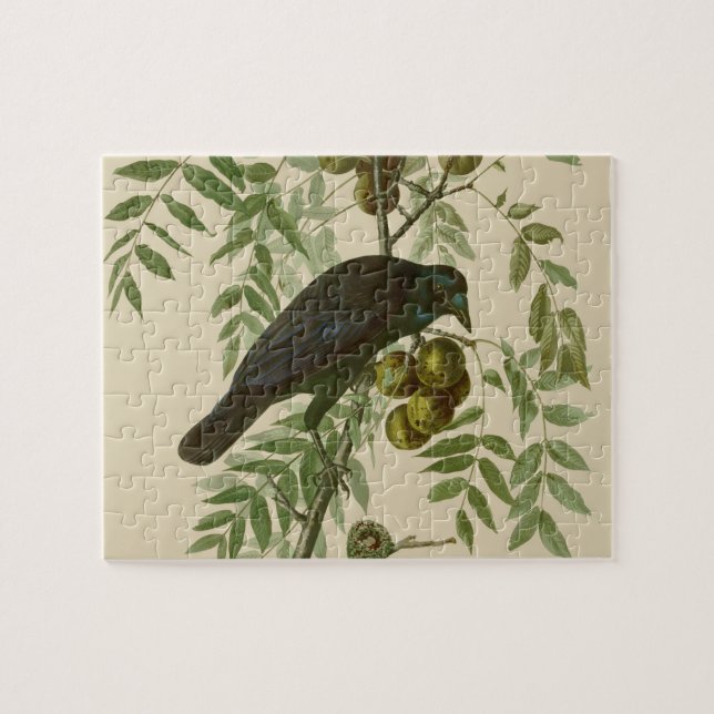 Audubon American Crow Black Bird (Horizontal)