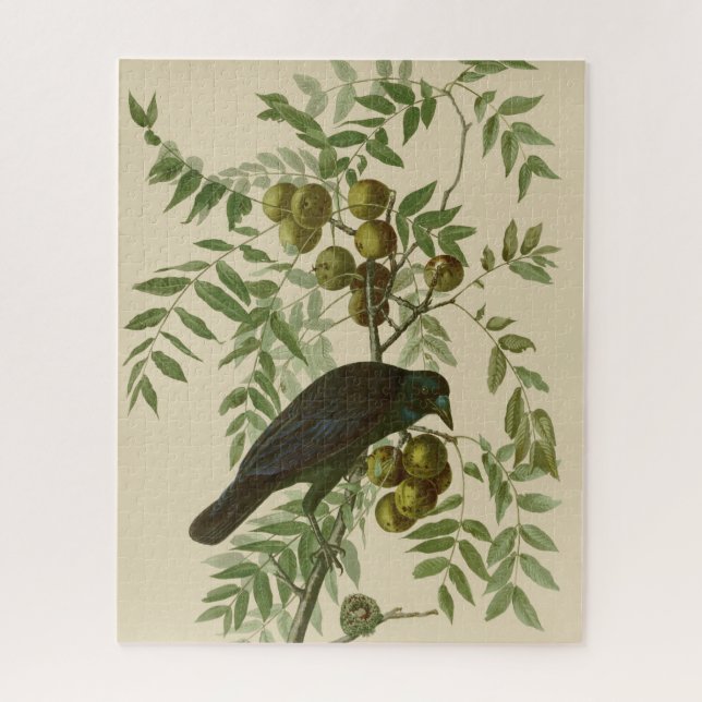 Audubon American Crow Black Bird (Vertikal)