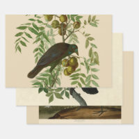 Audubon American Crow Black Bird